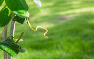 Snake over the grass