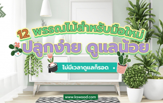 12 พรรณไม้ สำหรับมือใหม่ ปลูกง่าย ดูแลน้อย ไม่มีเวลาก็ปลูกได้