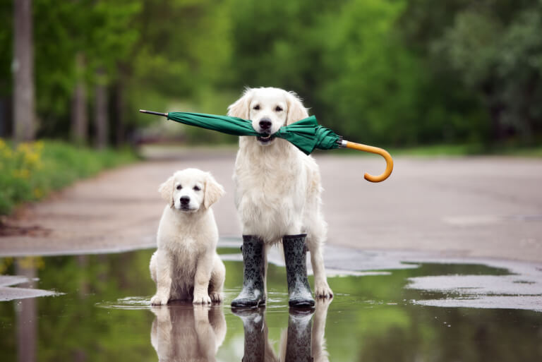dog umbrella